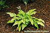 Hosta 'Prairie Moon' habit