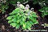 Hosta 'Prairie Moon' habit