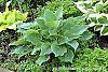 Hosta 'Reptillian' habit