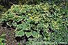 Hosta 'Sagae' habit