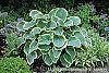 Hosta 'Sagae' habit