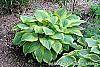 Hosta 'Satisfaction' habit