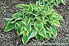 Hosta 'Shogun' habit