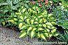 Hosta 'Sitting Pretty' habit