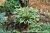 Hosta 'So Sweet' habit