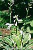 Hosta 'So Sweet' flowers