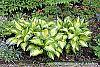 Hosta 'Sea Thunder' habit