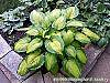 Hosta 'Summer Serenade' habit