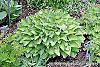 Hosta 'Sweet Home Chicago' habit