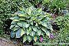 Hosta tardiana 'June' habit