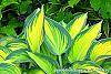 Hosta tardiana 'Paradise Joyce' leaves
