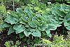 Hosta 'True Blue' habit