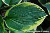 Hosta 'Twilight' leaves