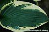 Hosta 'Twilight' leaves