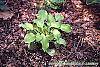 Hosta 'Vanilla Cream' habit