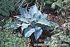 Hosta 'Winfield Blue' habit
