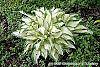 Hosta 'White Christmas' habit