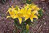 Lilium 'Lemon Pixie' flowers
