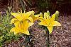 Lilium 'Lemon Pixie' flowers