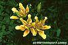 Lilium maculatum var. davuricum 'Japanese Double' flowers