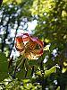 Lilium michauxii flowers