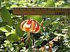 Lilium michauxii flowers