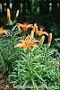 Lilium 'Orange Pixie' flowers