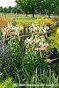 Lilium 'Silk Road' habit