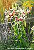 Lilium 'Silk Road' flowers