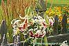 Lilium 'Silk Road' flowers