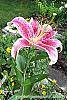 Lilium 'Stargazer' flowers
