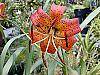 Lilium superbum flowers