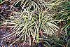 Liriope muscari 'Silvery Sunproof' habit