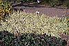 Liriope muscari 'Variegata' habit