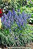 Muscari armeniacum habit