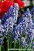 Muscari armeniacum flowers