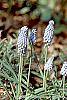 Muscari armeniacum 'Valerie Finnis' habit
