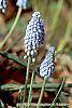 Muscari armeniacum 'Valerie Finnis' flowers