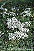 Ornithogalum umbellatum habit