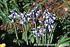 Scilla hispanica habit