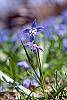 Scilla siberica flowers