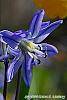 Scilla siberica flowers