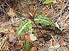 Trillium decipiens flowers