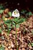 Trillium flexipes habit