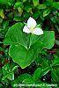 Trillium flexipes habit