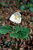 Trillium flexipes flowers