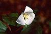 Trillium flexipes flowers