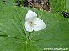 Trillium flexipes flowers