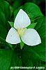 Trillium flexipes flowers