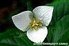 Trillium flexipes flowers
